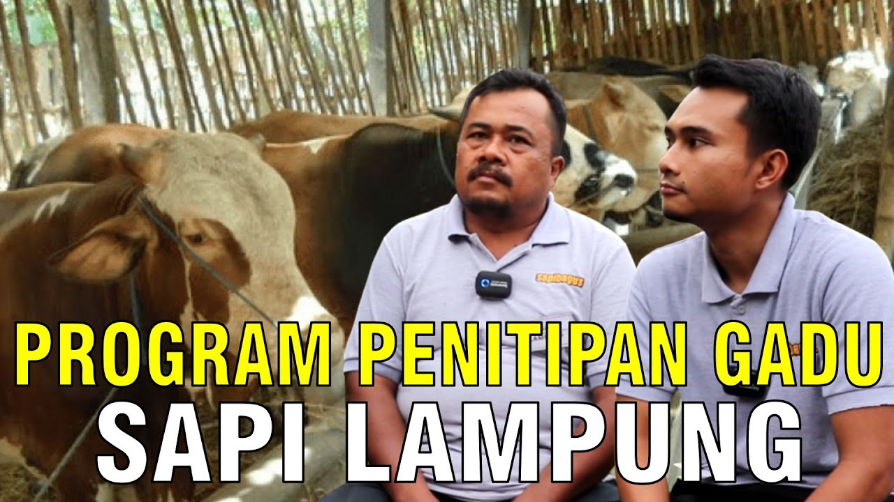 
                                 Program-Penitipan-Sapi-Gadu-Di-Lampung.jpg